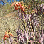 cotyledon orbiculata